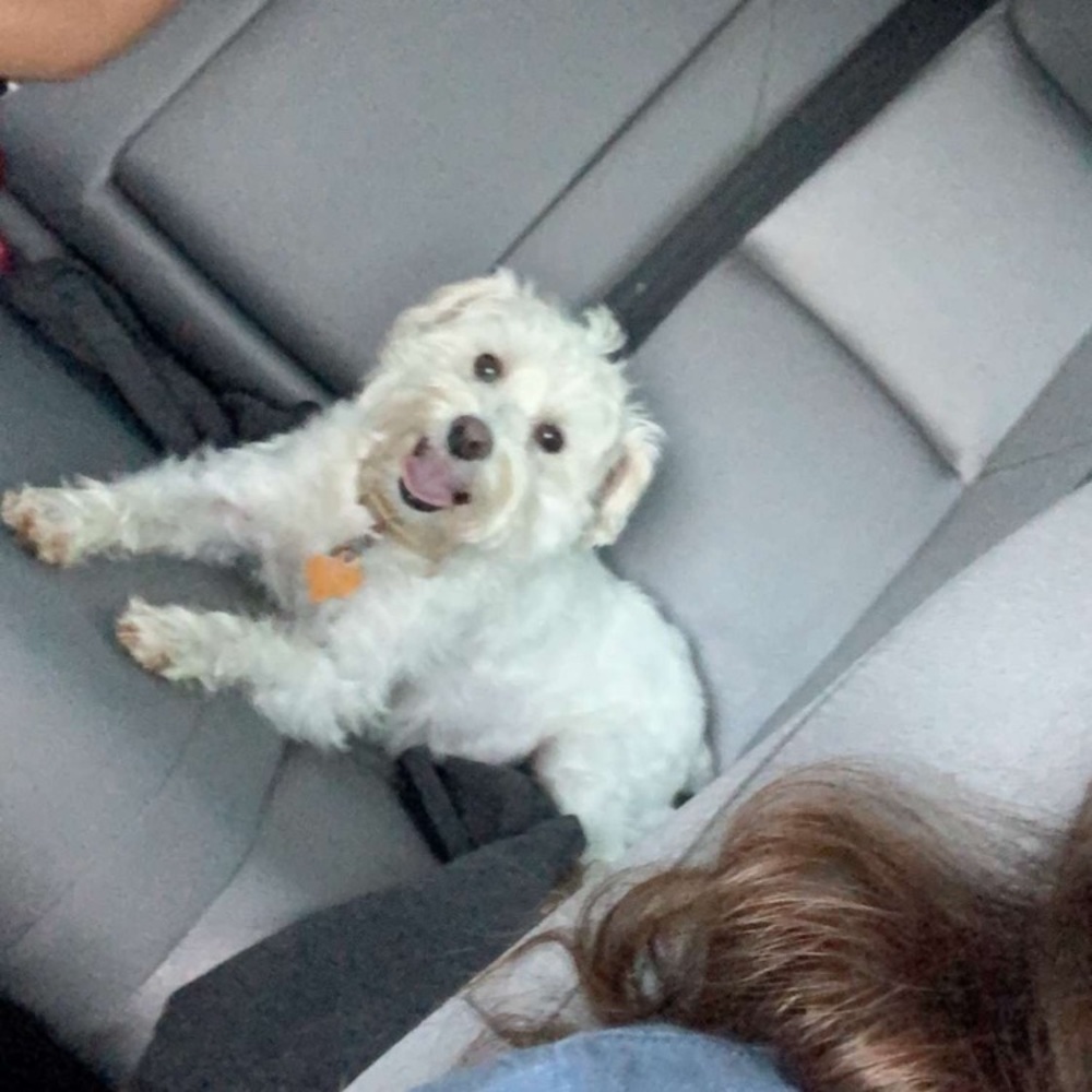 Meet your Posher, Bella